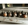 thumbnail image 2 of 5 Erlicher Narcissus - Indoor Narcissus: Nice, Healthy Bulbs for Holiday Forcing!!, 2 of 3