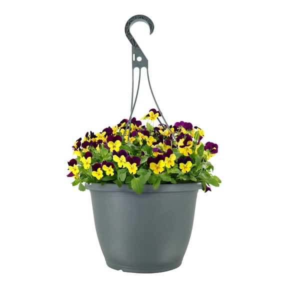 Expert Gardener 15" Yellow Purple Viola Live Plants in 7" Hanging Basket Full Sun