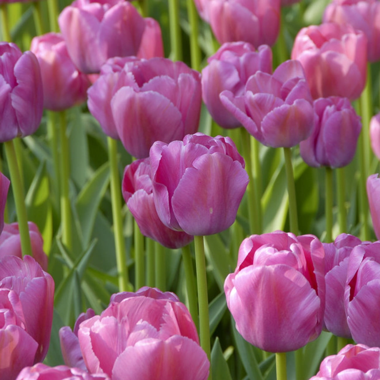 Van Zyverden Tulips Purple Pride Set of 12 Bulbs, Purple, Partial Sun, Perennial
