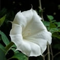 thumbnail image 4 of Morning Glory, Moonflower, 500 Seeds, Glowing White Season Long Blooms, 4 of 5