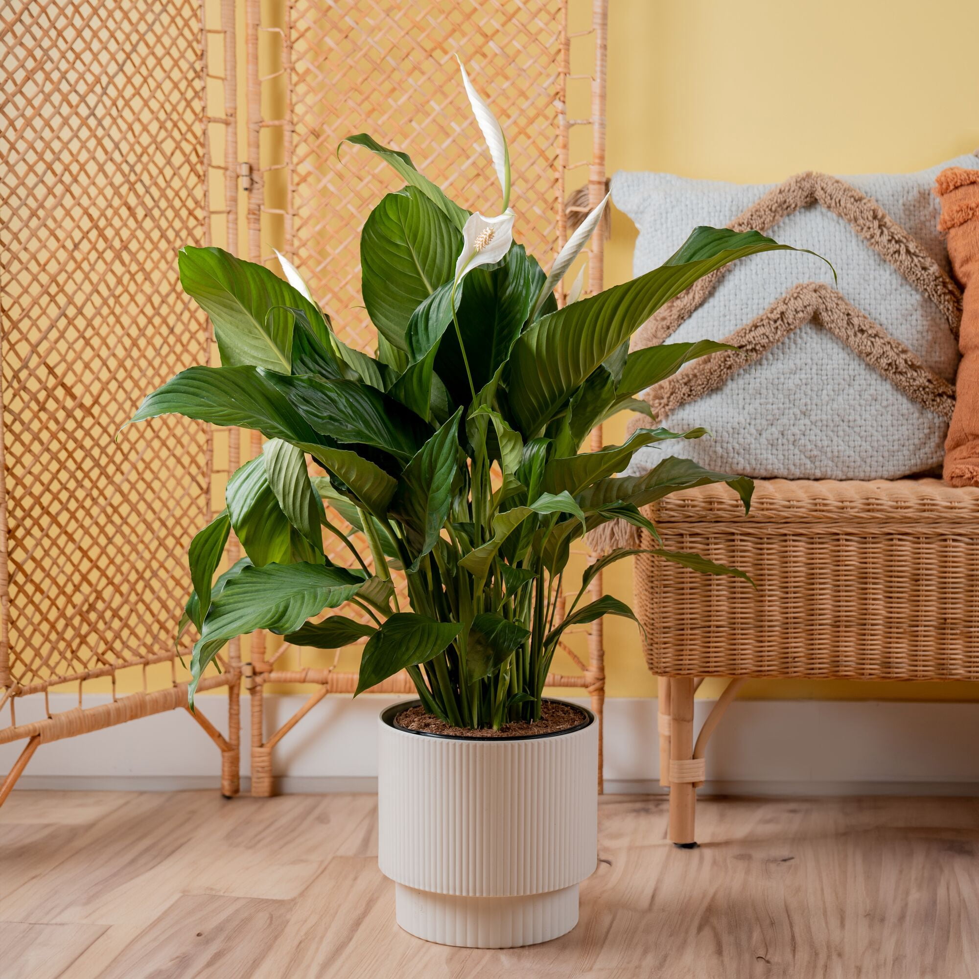 Costa Farms 18" Spath Peace Lily Live House Plants in 10" Décor Pot
