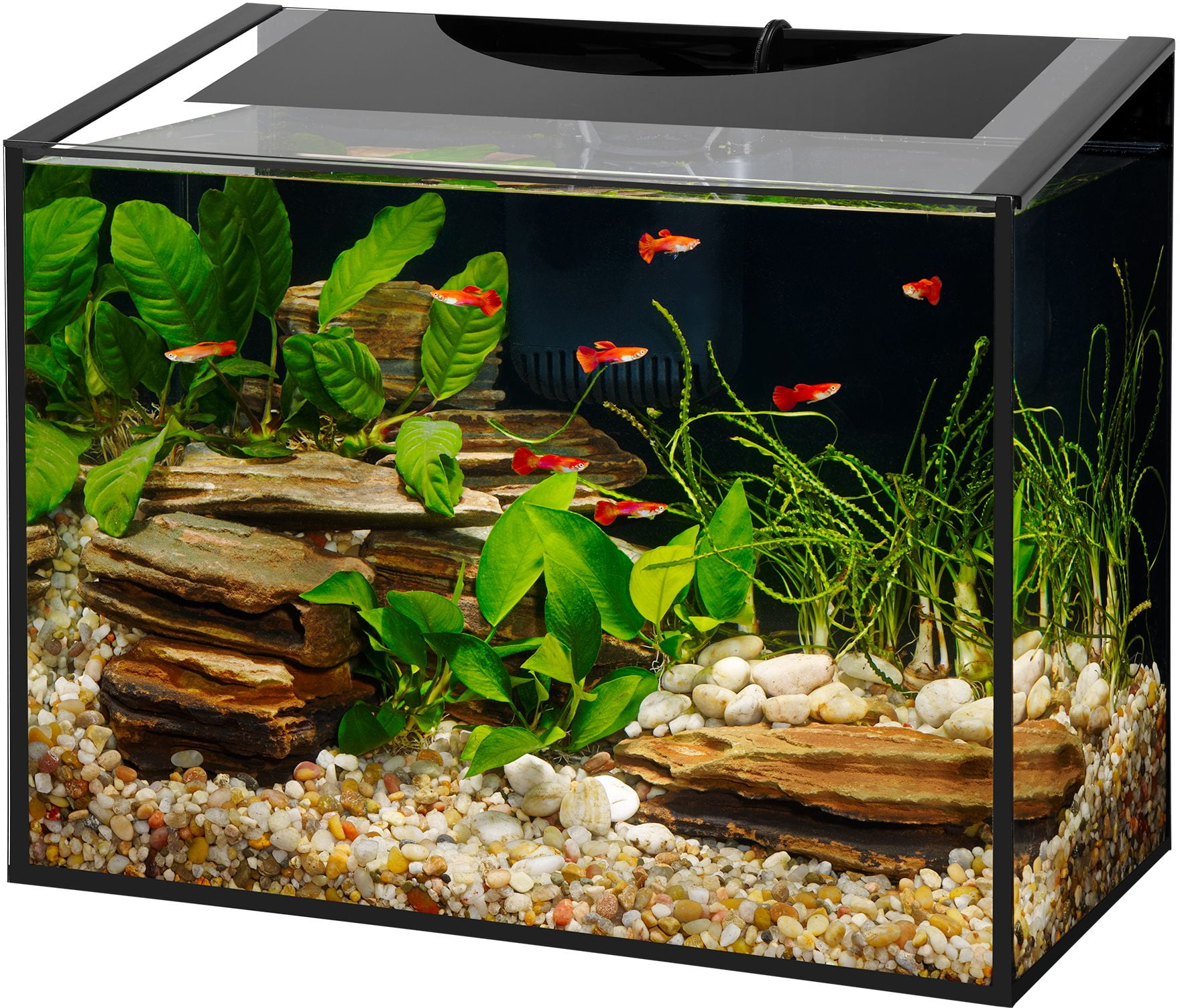 aqueon 20 gallon fish tank aqueon 20 gallon fish tank
