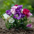 Lisianthus Seeds for Planting, Lisianthus Flower Seeds, Vibrant Blooms