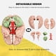 thumbnail image 4 of Cerebro Humano, Modelo de AnatomíA del Cerebro Humano de TamañO Real con Base de ExposicióN, para Estudio de Aula de Ciencias y ExposicióN de EnseñAnza B, 4 of 7