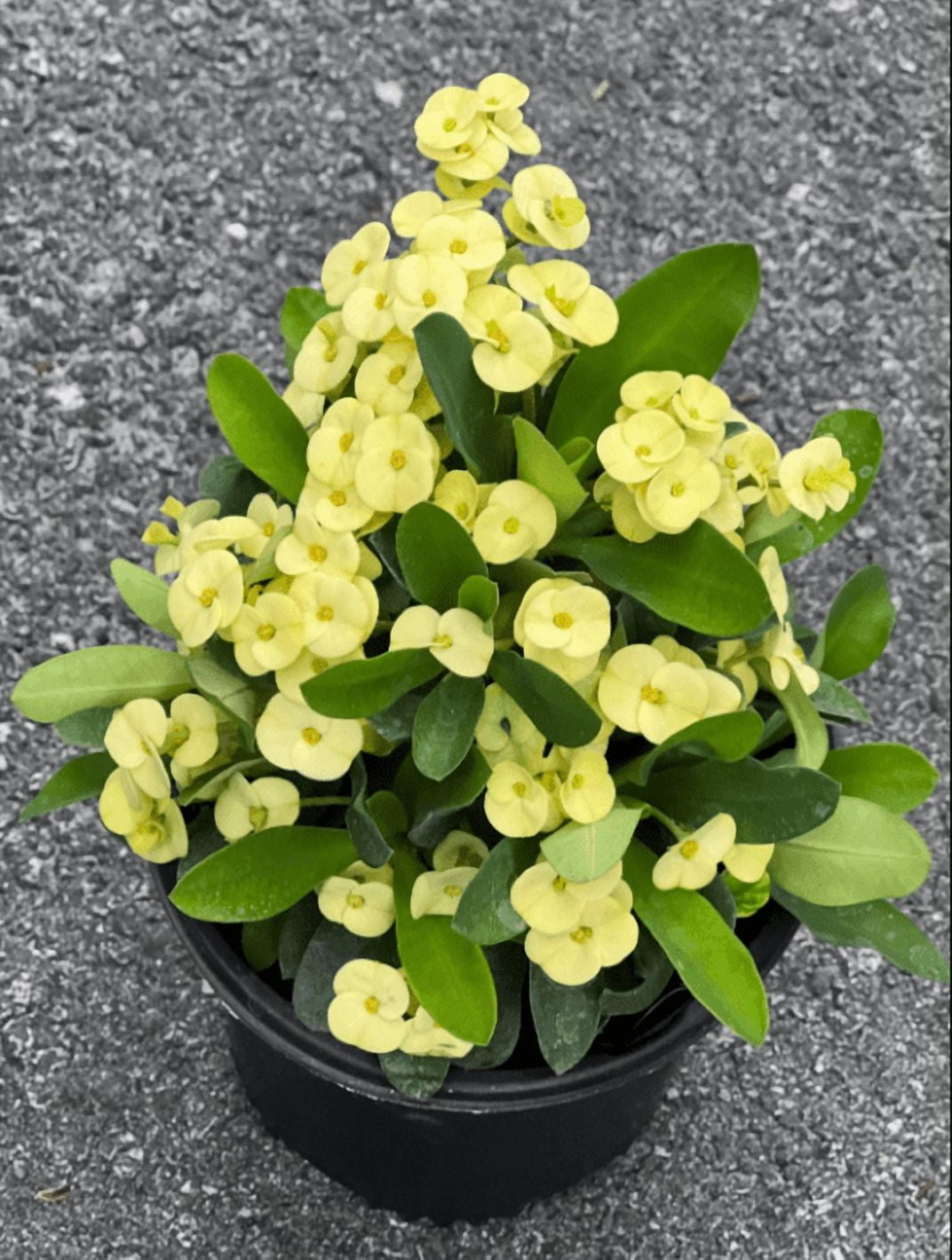 Yellow Crown of Thorns Plant, Euphorbia Crown of Thorns Plant, Live Cactus Plant 4 Inches Pot, Cactus Plant Indoor
