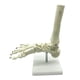 thumbnail image 5 of Esqueleto Humano 1:1 Modelo de AnatomíA del Pie, Pie y Tobillo con VáStago Modelo AnatóMico Recursos de EnseñAnza de AnatomíA, 5 of 6