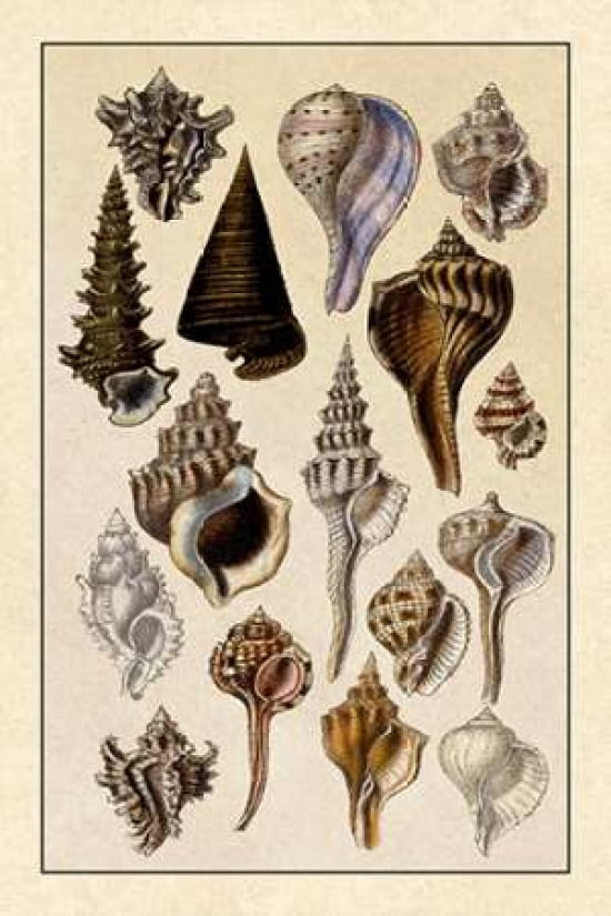 Shells Trachelipoda