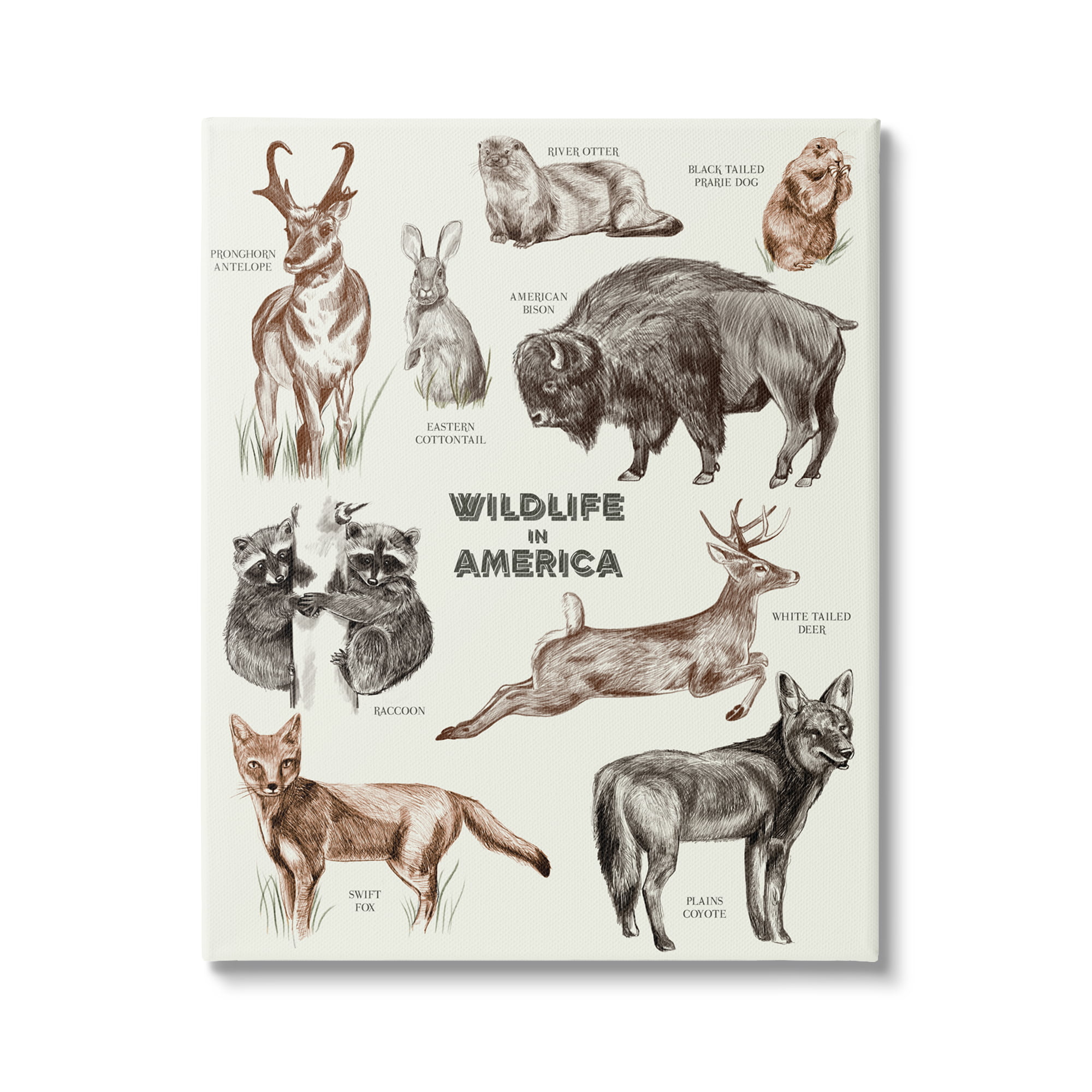 Stupell Industries Wildlife In America Various Animals Detailed  Illustrations Chart Wood Wall Art, 10 x 15, Design by Lil' Rue 