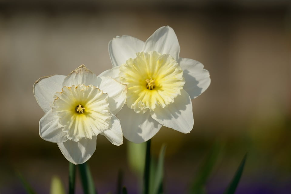 Daffodil Flower Daffodils Spring Flowers Narcissus20 Inch By 30 Inch