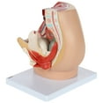 thumbnail image 4 of Axis Scientific Female Pelvis Reproductive Anatomy Model, Life-Size 3-Part Anatomical Pelvis with Muscular, Urinary, and Reproductive System, Includes Detailed Product Manual, 4 of 8