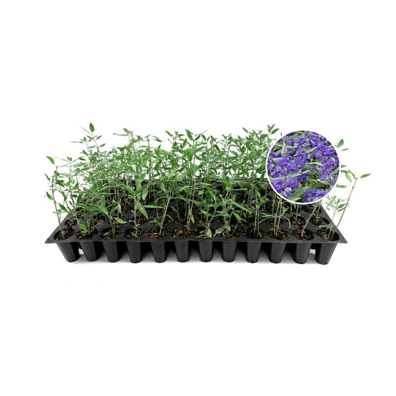 Caryopteris Dark Knight | 10 Live Plants | Caryopteris x clandonensis 'Dark Knight' | Flowering Accent Plant | Sun Loving Garden Variety