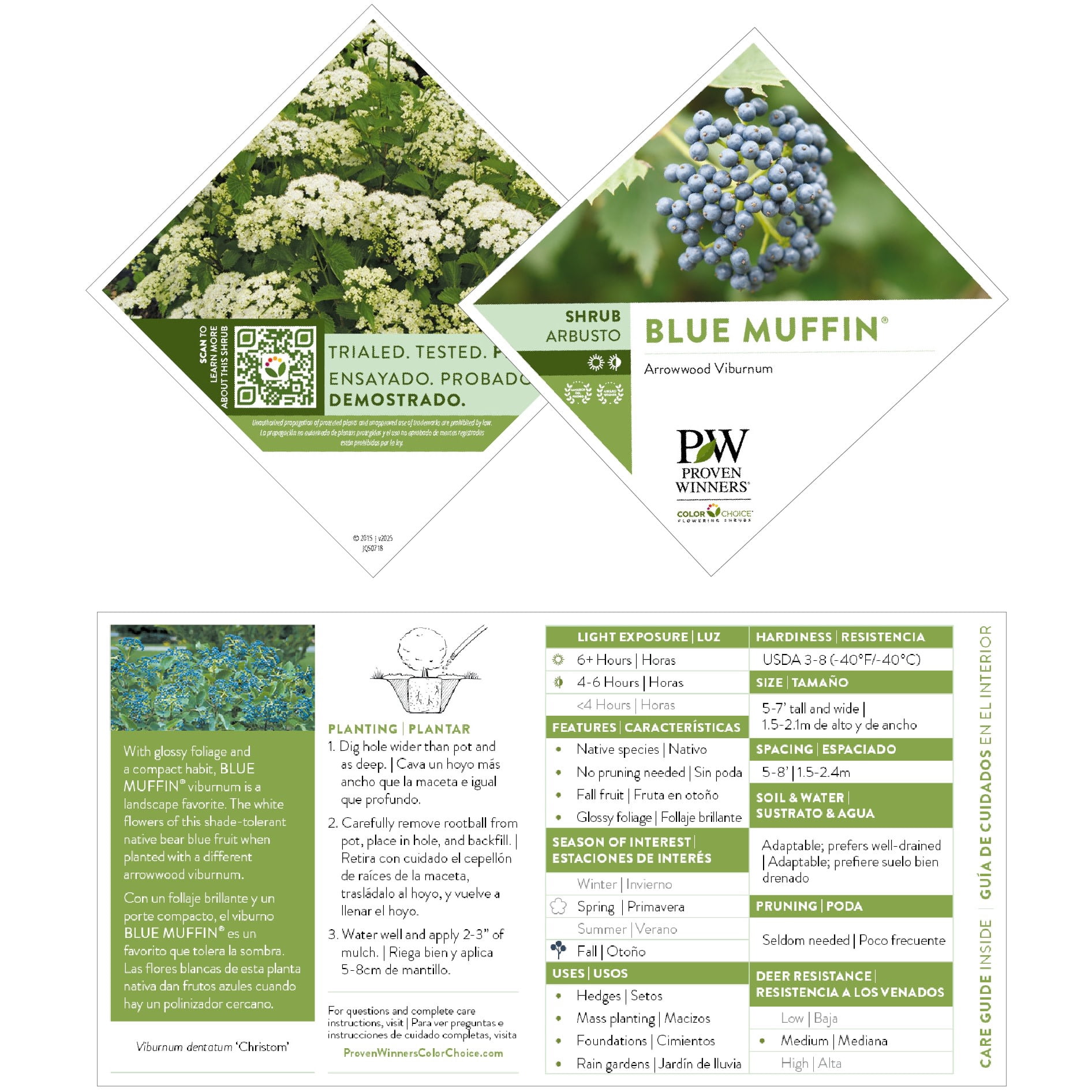 Proven Winners ColorChoice 5" White Blue Muffin Arrowwood Viburnum Live Plant in 4.5" Pot (4 Count)