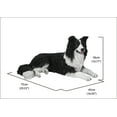 thumbnail image 4 of LYING BORDER COLLIE, 4 of 4