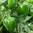thumbnail image 4 of Bonnie Plants Green Sweet Bell Pepper 6-pack, 4 of 9