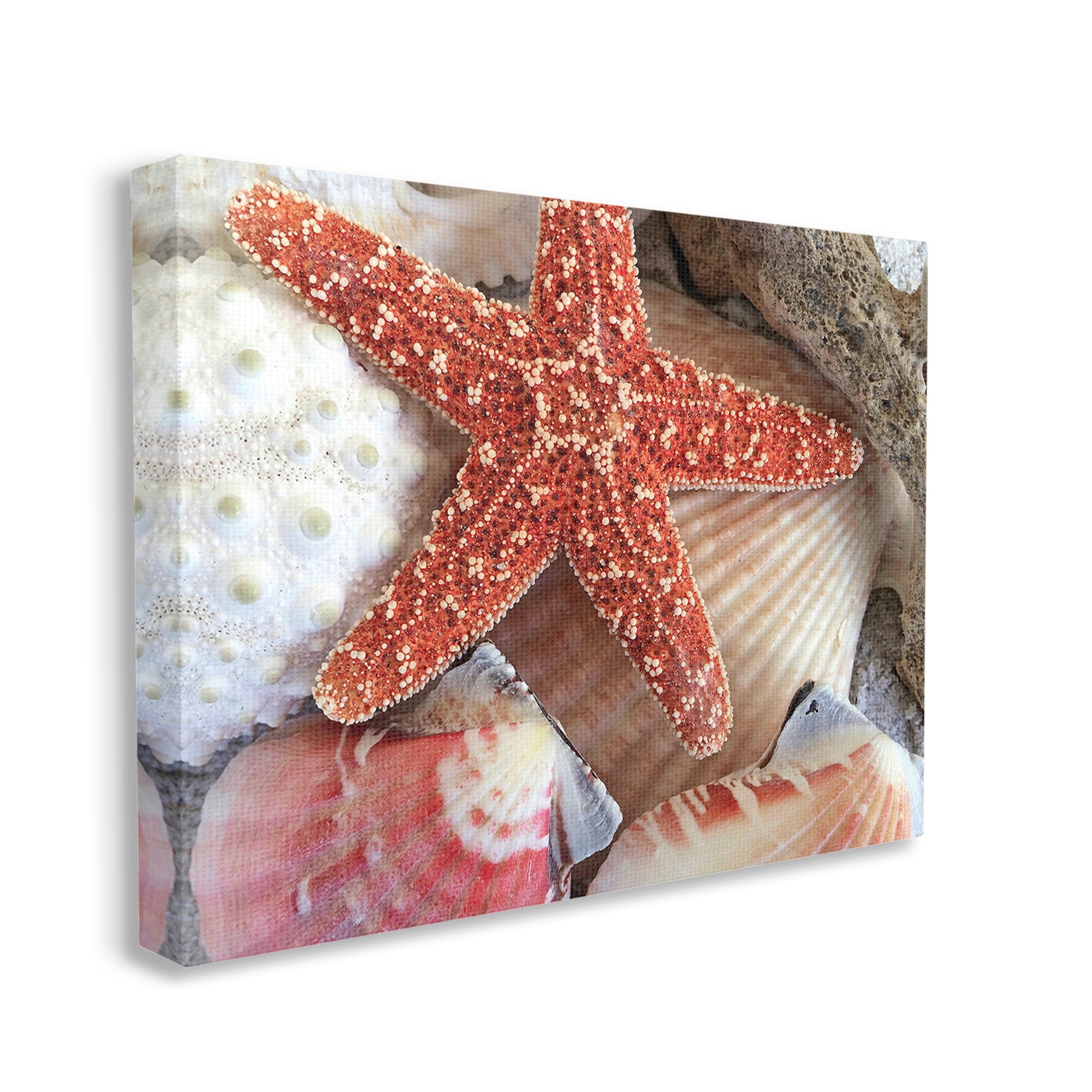 Stupell Industries Various Seashells Ashore Animals & Insects Photography Gallery Wrapped Canvas Art Print Wall Art, 30 x 24