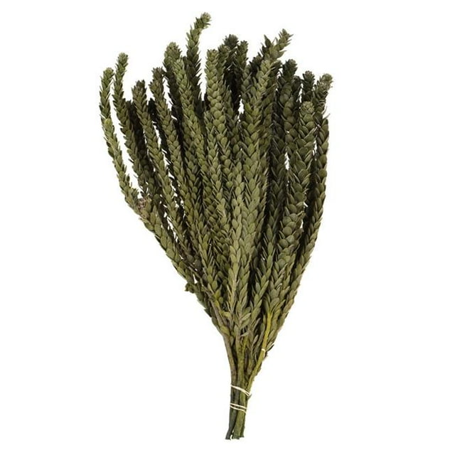 Vickerman H1BXM150-1 12-16 in. Mini Green Buxifolia Foliage - 7 oz Bundle
