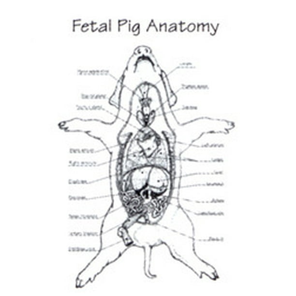 Frey Scientific Disposable Fetal Pig Anatomy Polyethylene Aprons Pack Of 100 Walmart Com Walmart Com