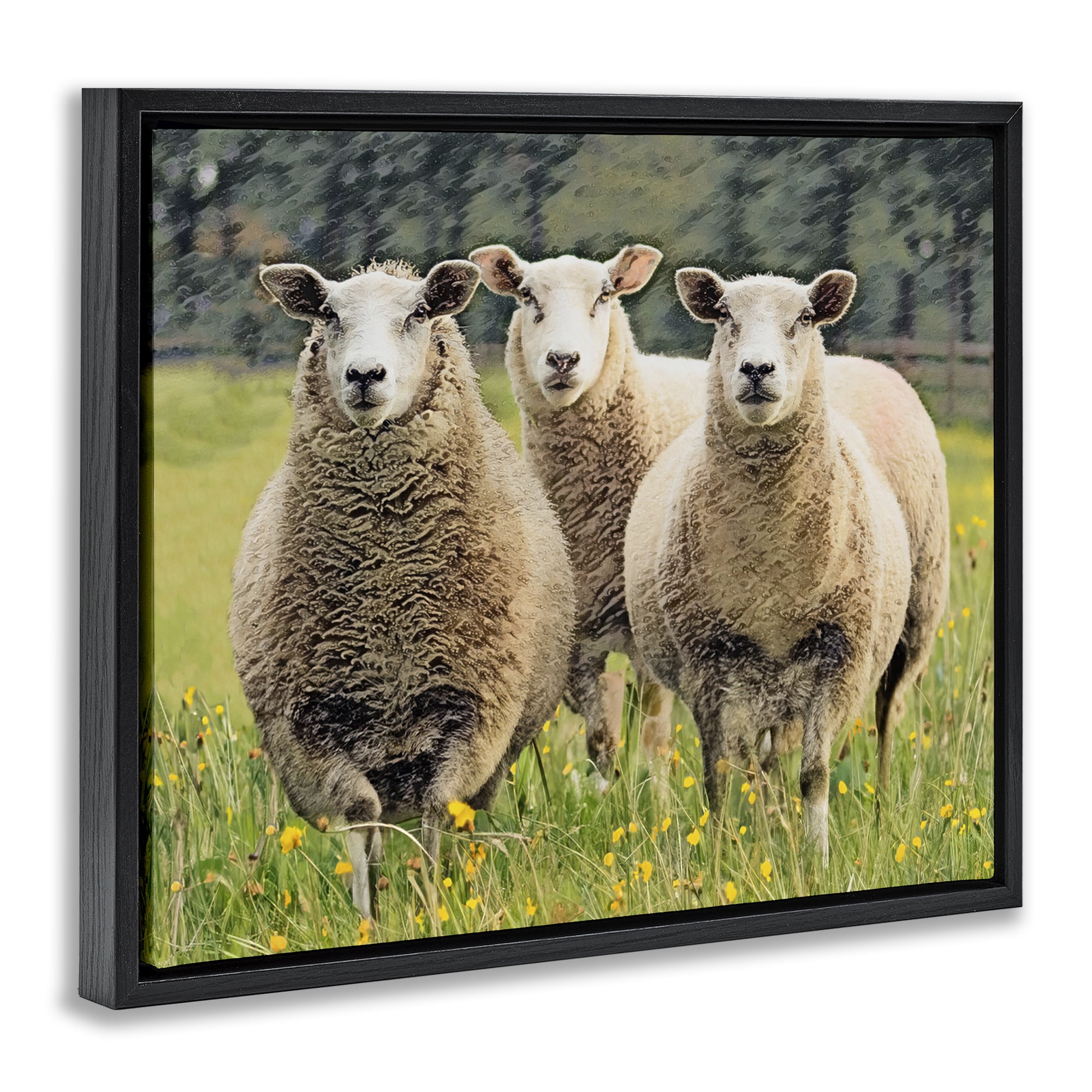 Stupell Industries Sheep Grazing in Grass Animals & Insects Painting Black Floater Framed Canvas Art Print Wall Art, 21 x 17
