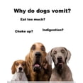 thumbnail image 2 of Set of 2 Pet Cat Dog Slow Down Eating Food Water Feeding Bowl, 2 of 8