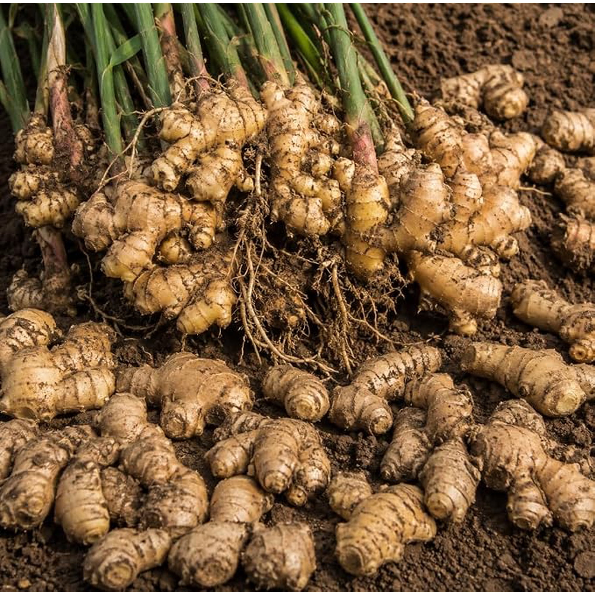 1 Lb White Ginger Root Whole Fresh Raw Ginger for Planting and Culinary Use, Perennial Herb