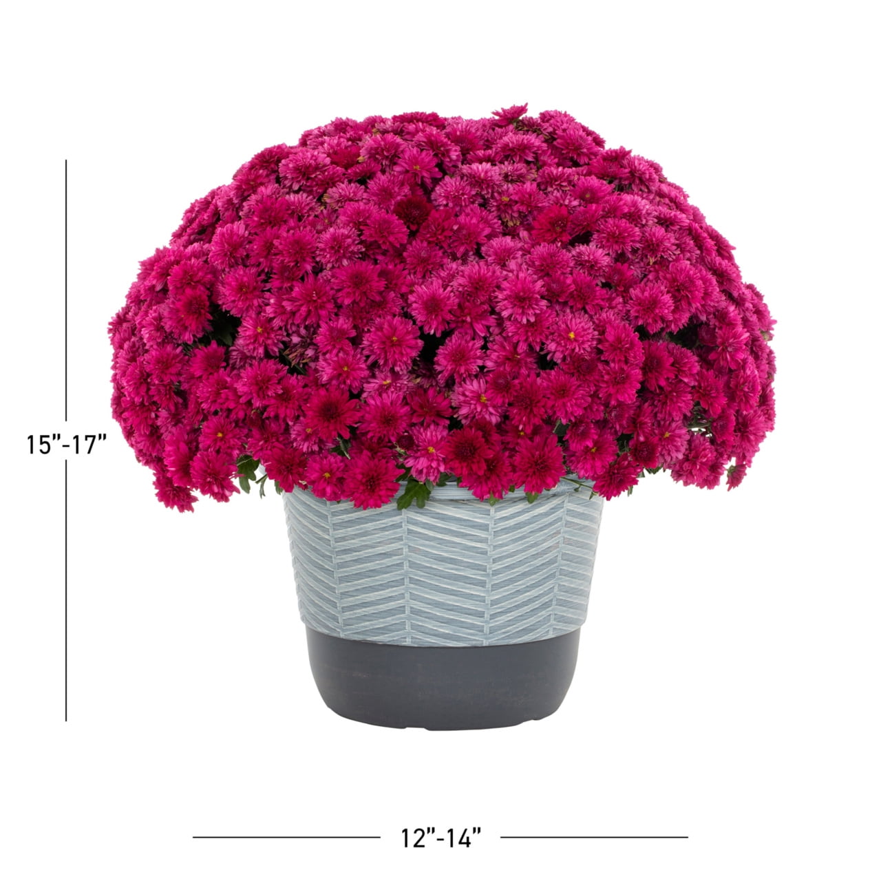 Better Homes & Gardens 1.5 gal Purple Garden Mum Live Plant in Decorative Pot