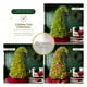 thumbnail image 3 of Árbol Navidad Pino Navideño Gorro de Santa Esquimal Verde 1.5m + 46 Esferas, 3 of 6