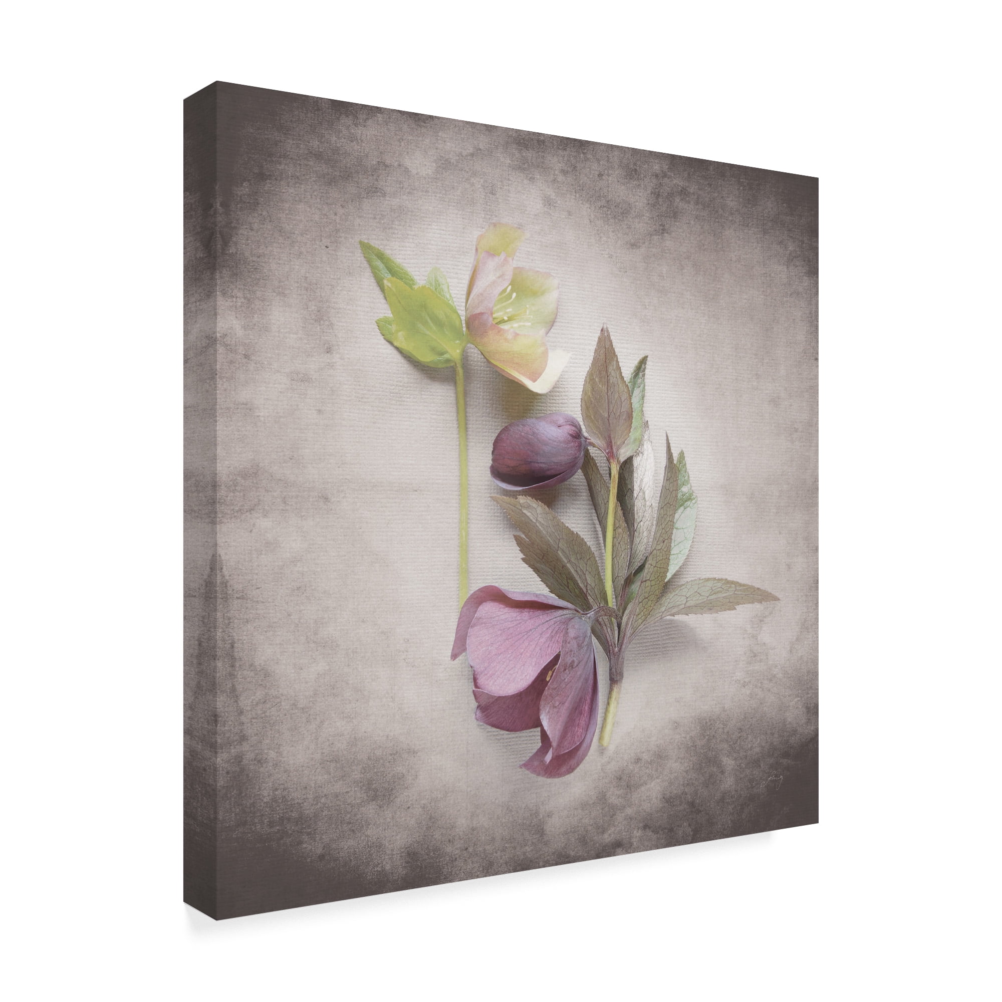 Trademark Fine Art 'Vintage Hellebore Study VII' Canvas Art by Felicity Bradley