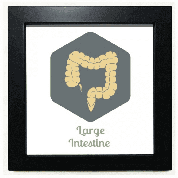Body Large Intestine Black Square Frame Picture Wall Tabletop