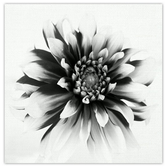 Masterpiece Art Gallery Daylight I Dahlia By Ilona Wellmann Canvas Art Print 24" x 24"