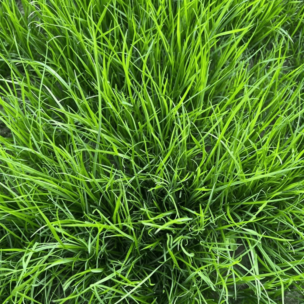 Set 20000 Emerald Zoysia Grass Seeds, Zoysia Grass Seeds, Dense Green Grasses for Front Yard, Backyards, Ground Cover and Landscape