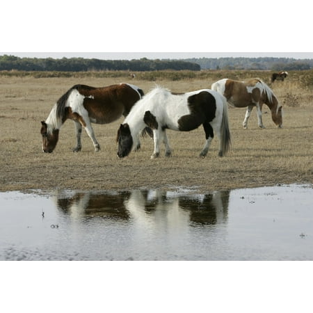- Canvas Print Chincoteague Island Wild Ponies Ponies Grazing Stretched Canvas 10 x 14