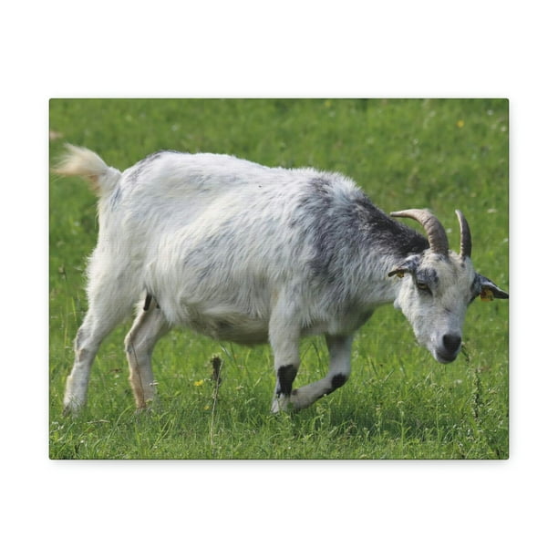 Billy Goat Hunting Billy Goat on Hunt Print Animal Wall Art