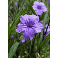 thumbnail image 6 of Pack of 4 Katie's Dwarf Blue Ruellia Live Starter Plants for Planting, Mexican Petunia Plants, Purple-Blue Flowers, 4 to 9 Inch Tall, No Ship Pot, 6 of 7