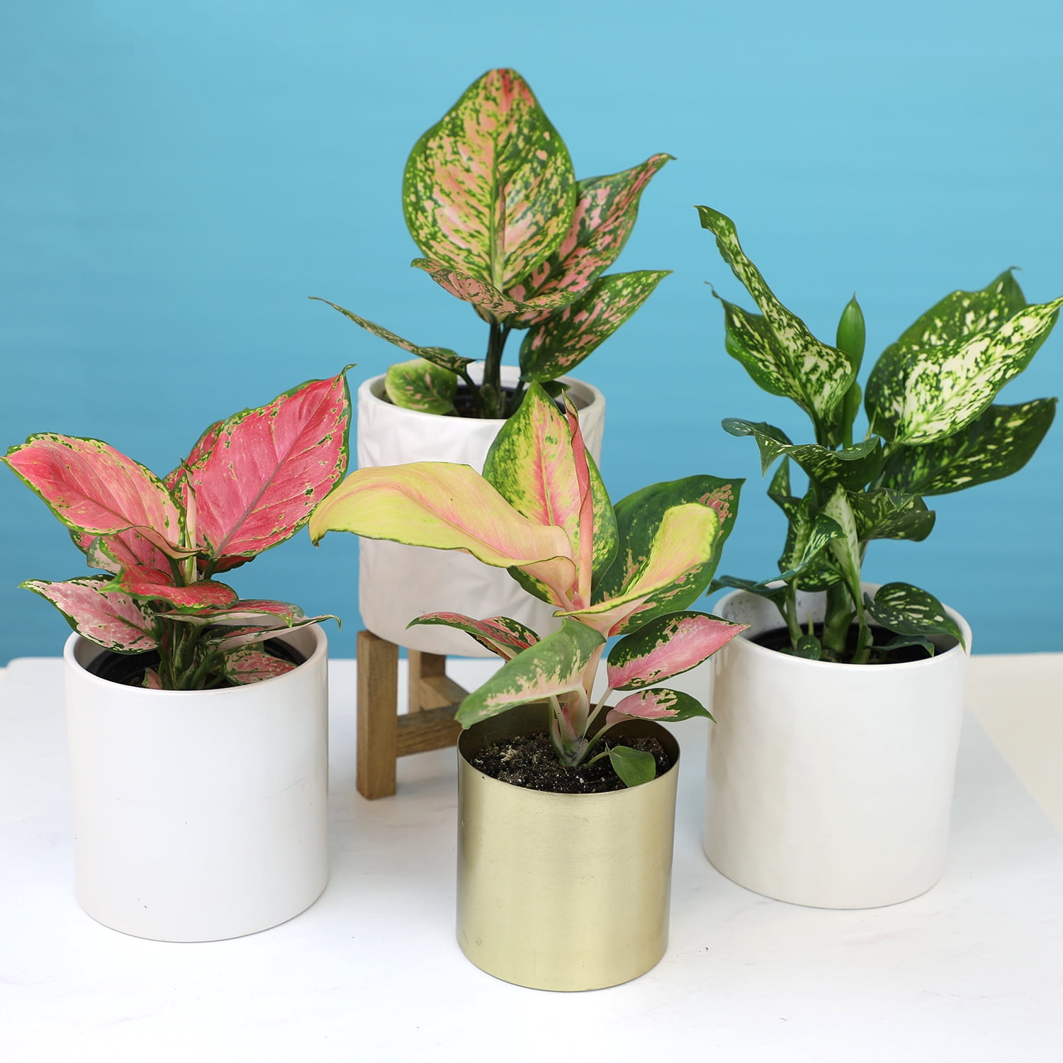 Variegated Chinese Evergreen (Aglaonema) 4-pack | 4.25" Grow Pots | Easy Live House Plants| Filtered Sun | Element by Altman Plants