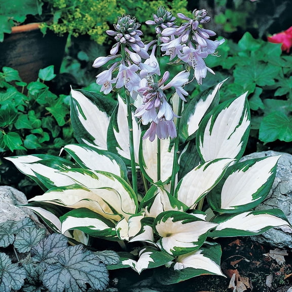 Fire and Ice Hosta Flower Root - Grows Great in Shade - Grows Well In Containers - Naturalizing - Perennializing - Easy to Grow Live Plants - Outdoor Garden
