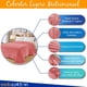 thumbnail image 5 of Cobertor Ligero Liso MELOCOTTON HOGAR Matrimonial Hotelero Coral, 5 of 5