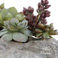 thumbnail image 4 of Uttermost Charita Contemporary Plastic Iron Cement Succulents in Green, 4 of 4