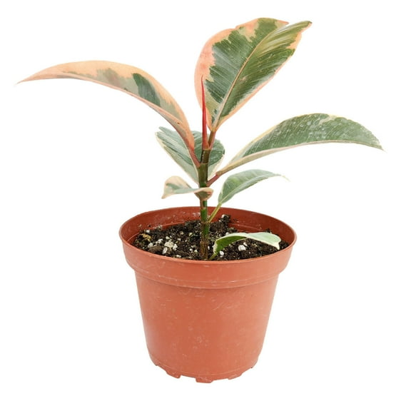 Ficus Elastica Ruby Pink - 4 inch   Plastic Pot
