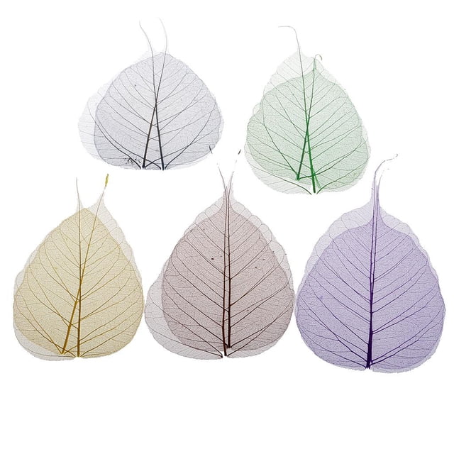 Variedad de hojas prensadas/secas para scrapbooking, tarjetas, manualidades, bricolaje Hoja de bodhi