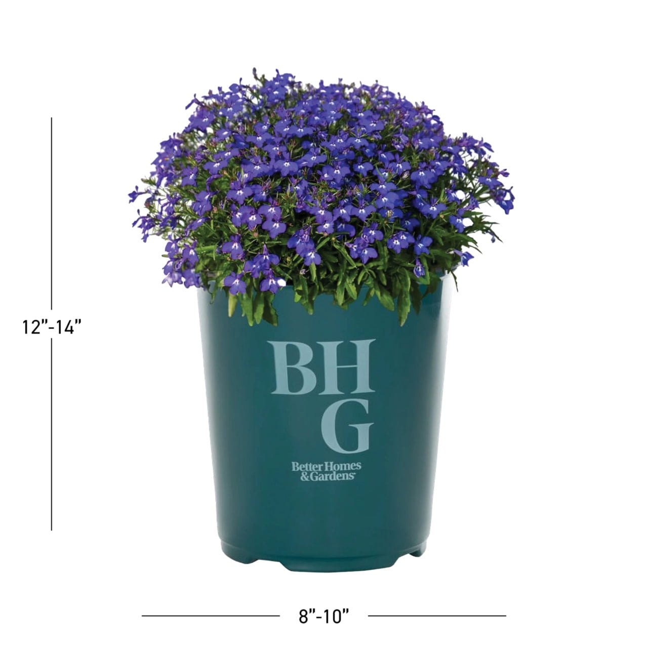 Better Homes & Gardens Blue Lobelia Live Annual Plant, 1.5PT Grower Pots, Full Sun, 5-Pack