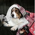 thumbnail image 6 of Dog Mom Gifts for Women Blanket 60"x50", Dog Lovers Gifts for Women, Gifts for Dog Lovers Women, Dog Lover Gifts for Women, Dog Mom Gift, Dog Lover Gift, Dog Owner Gifts, Gift for Dog Lover, 6 of 6