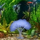 thumbnail image 4 of Jellyfish Water Grass Aquarium Decoration, Fluorescent Simulation Landscaping, Ornamental Fish Tank Supplies, LED Light Effects, Realistic Aquatic Plants, Foldable Design, Plastic Base, for, 4 of 9