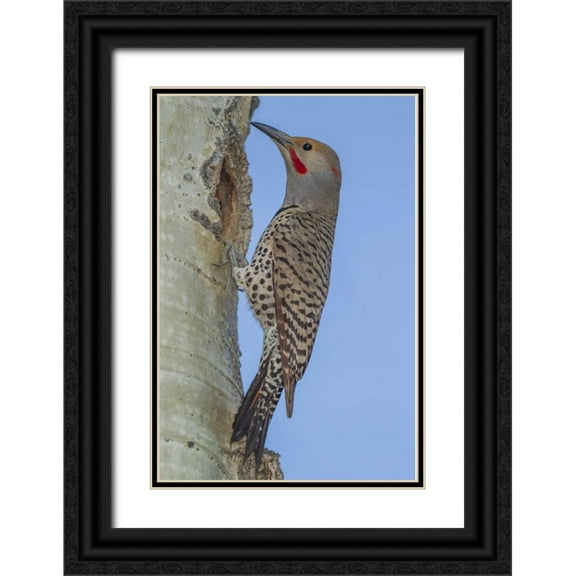 Illg, Cathy and Gordon 23x32 Black Ornate Wood Framed with Double Matting Museum Art Print Titled - CO, Rocky Mts Red-shafted flicker by nest