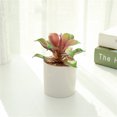 thumbnail image 4 of Decoración hogareña Gwong Succulents artificiales realista naturalista plástico surtido decorativo faux suculento accesorios caseros en maceta Gwong 21077745, 4 of 6