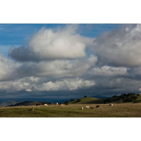Cattle grazing in a field Santa Barbara Wine Country Santa Ynez Santa Barbara County California USA Poster
