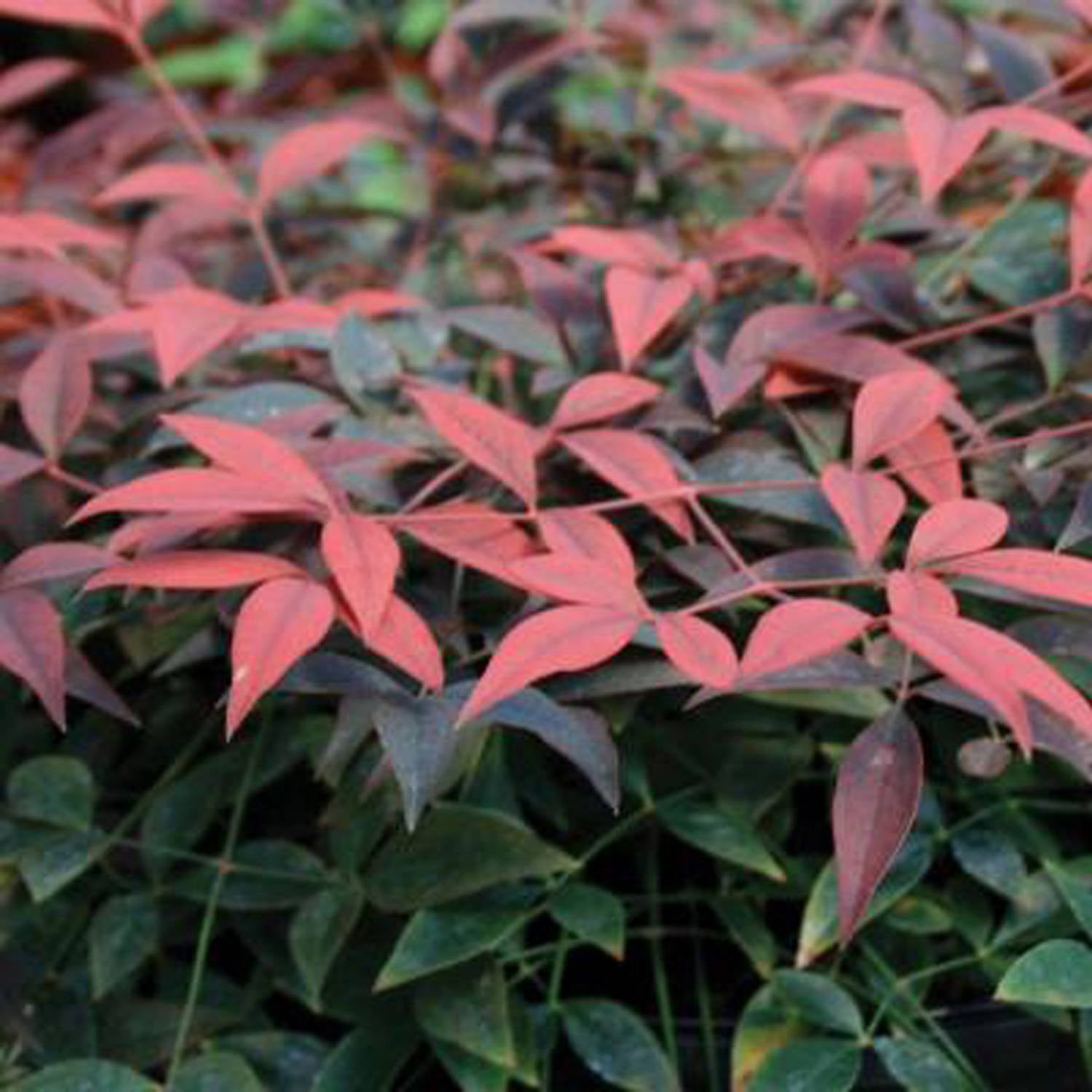 Southern Living Flirt Nandina Live Shrub in 1.5-Gallon Grower Pot