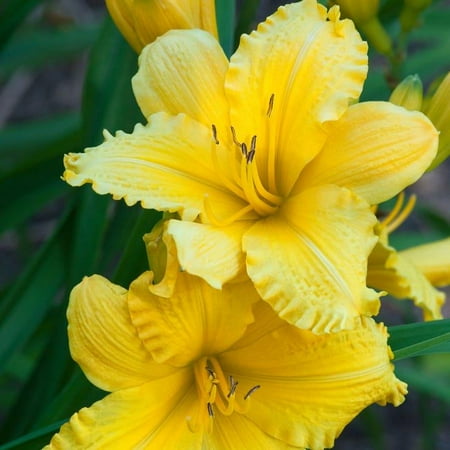 Fragrant Returns Daylily-Perennial-Attracts butterflies and bees 1 Gallon