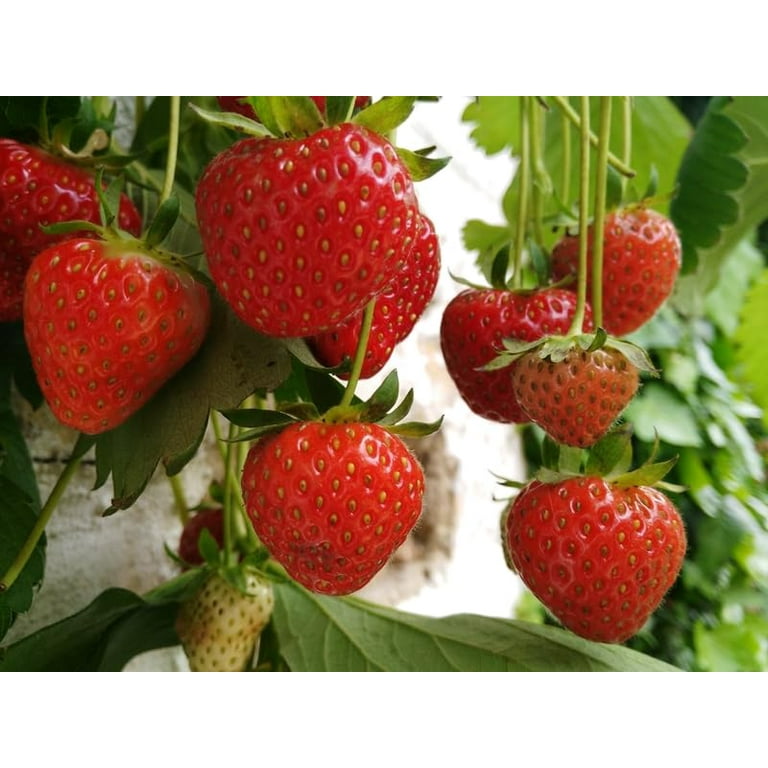 potted plant waterer GrowOya: Medium Oya