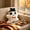 B-8B, variant on MMJ Throw Pillows Halloween Ghost Shaped Soft Plush Cushion Cuddly Stuffed Home Decor for Couch Bed Living Room 9.84x13.78in