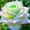 C, variant on Rose, Low Maintenance - Easy Grow - Ideal for Beds Borders, Plant Pots & Planters